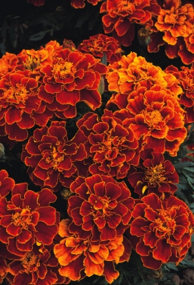 Picture of Marigold Brocade Series - Spanish Brocade